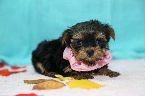 成約済の大分県のヨークシャーテリア-26904の2枚目