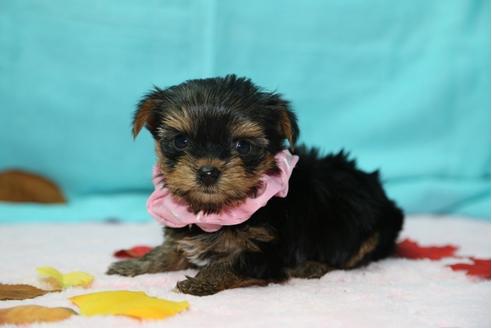 成約済の大分県のヨークシャーテリア-26904の3枚目