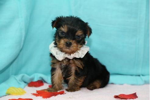 成約済の大分県のヨークシャーテリア-26905の1枚目