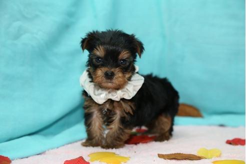 成約済の大分県のヨークシャーテリア-26905の2枚目