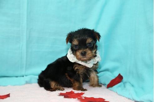 成約済の大分県のヨークシャーテリア-26905の3枚目