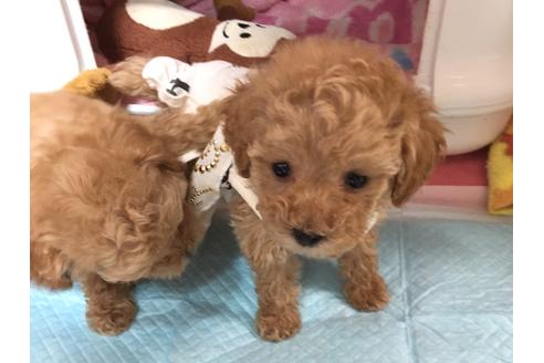 成約済の福岡県のトイプードル-26911の1枚目