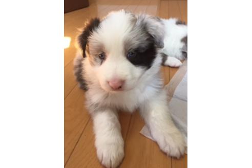 成約済の東京都のボーダーコリー-26916の1枚目