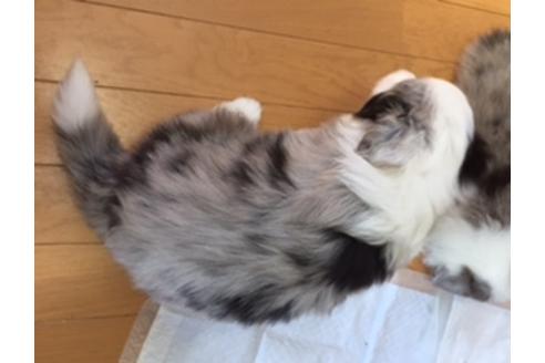 成約済の東京都のボーダーコリー-26916の2枚目