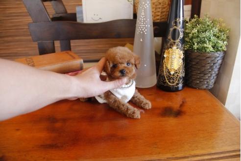 成約済の埼玉県のトイプードル-26944の1枚目