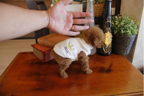 成約済の埼玉県のトイプードル-26944の2枚目