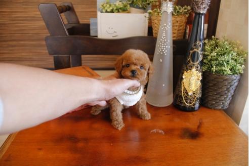 成約済の埼玉県のトイプードル-26944の3枚目