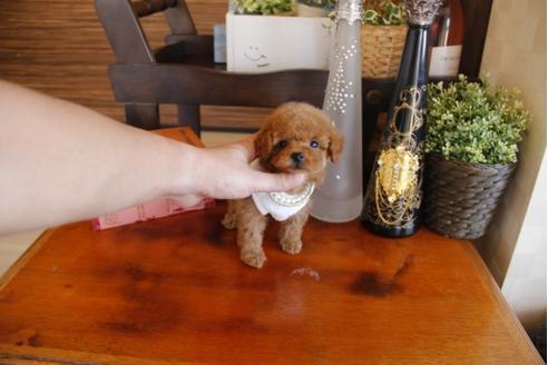 成約済の埼玉県のトイプードル-26944の4枚目