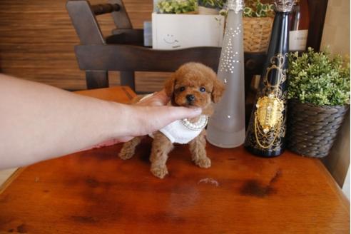 成約済の埼玉県のトイプードル-26944の5枚目