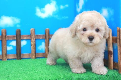 成約済の滋賀県のトイプードル-26965の2枚目