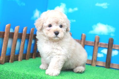 成約済の滋賀県のトイプードル-26965の1枚目