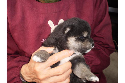 成約済の三重県の柴犬-26638の4枚目