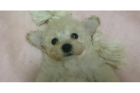 成約済の愛知県のトイプードル-26974の3枚目