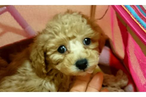 成約済の愛知県のトイプードル-26780の2枚目