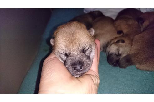 成約済の愛知県の柴犬-25245の2枚目