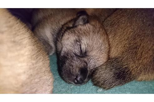 成約済の愛知県の柴犬-25245の1枚目