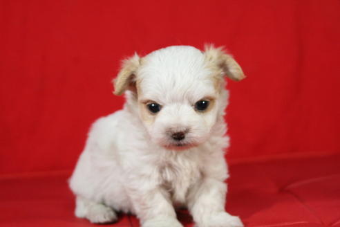 成約済の京都府のチワマル:チワワ×マルチーズ-26809の5枚目