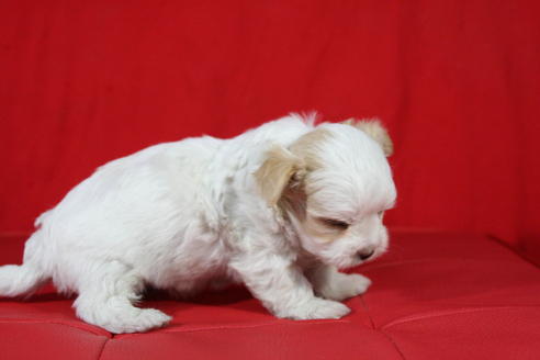 成約済の京都府のチワマル:チワワ×マルチーズ-26809の4枚目