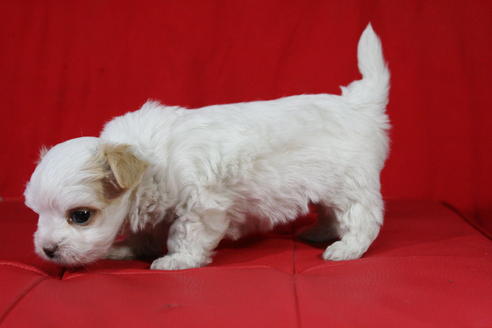 成約済の京都府のチワマル:チワワ×マルチーズ-26809の3枚目