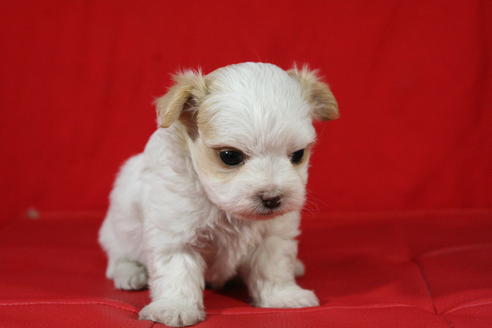 成約済の京都府のチワマル:チワワ×マルチーズ-26809の2枚目