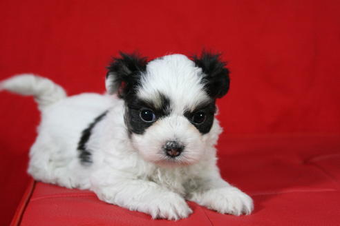 成約済の京都府のチワマル:チワワ×マルチーズ-26810の4枚目