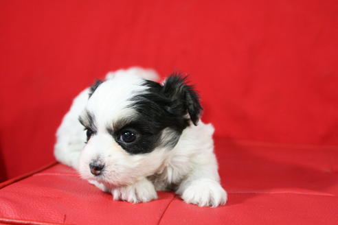 成約済の京都府のチワマル:チワワ×マルチーズ-26810の3枚目