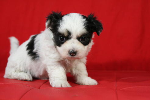 成約済の京都府のチワマル:チワワ×マルチーズ-26810の1枚目