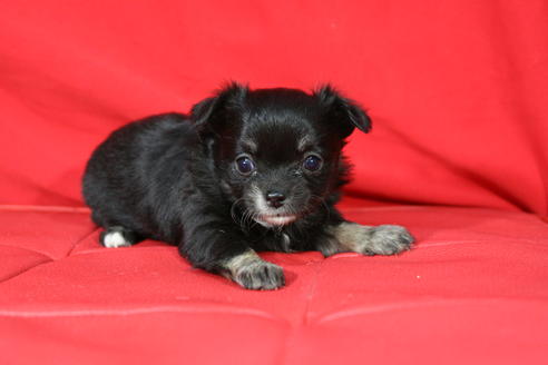 成約済の京都府のチワワ-27029の5枚目