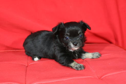 成約済の京都府のチワワ-27029の4枚目