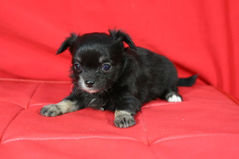 成約済の京都府のチワワ-27029の3枚目