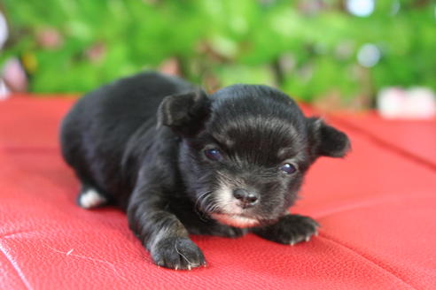 成約済の京都府のチワワ-27029の1枚目