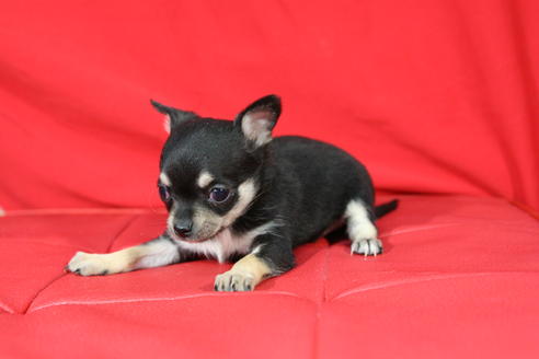 成約済の京都府のチワワ-27030の5枚目