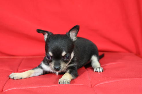 成約済の京都府のチワワ-27030の4枚目