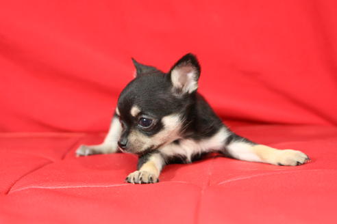 成約済の京都府のチワワ-27030の3枚目