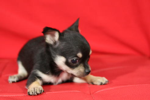 成約済の京都府のチワワ-27030の2枚目