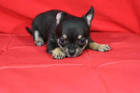 成約済の京都府のチワワ-27031の5枚目