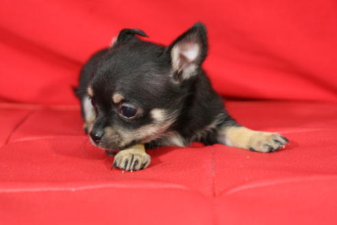 成約済の京都府のチワワ-27031の4枚目