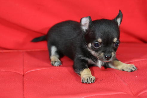 成約済の京都府のチワワ-27031の2枚目