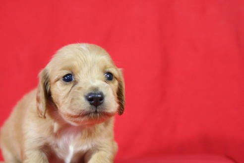 成約済の京都府のミニチュアダックスフンド-26825の5枚目