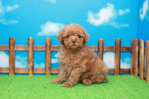 成約済の滋賀県のトイプードル-27070の2枚目