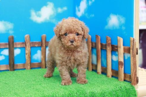 成約済の滋賀県のトイプードル-27070の1枚目