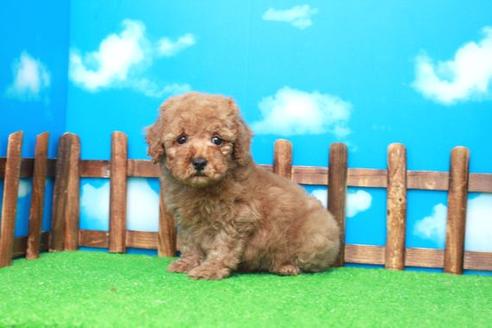 成約済の滋賀県のトイプードル-27071の2枚目