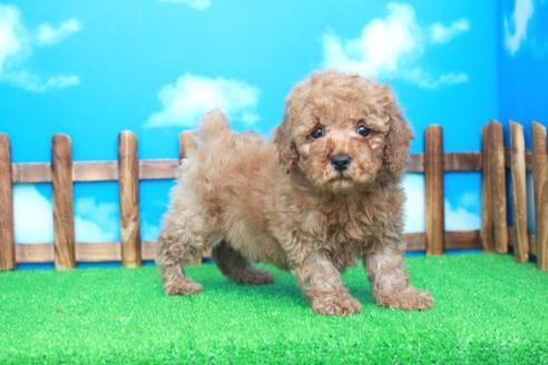 成約済の滋賀県のトイプードル-27071の1枚目