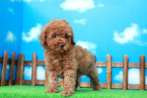 成約済の滋賀県のトイプードル-27072の2枚目