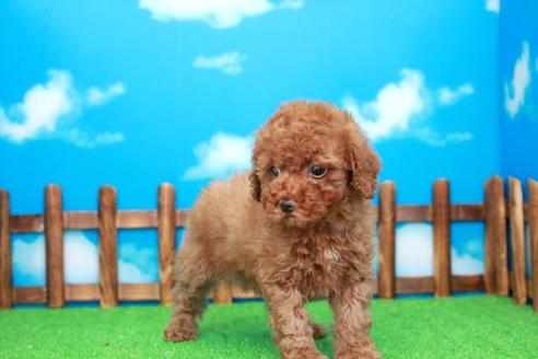 成約済の滋賀県のトイプードル-27072の1枚目