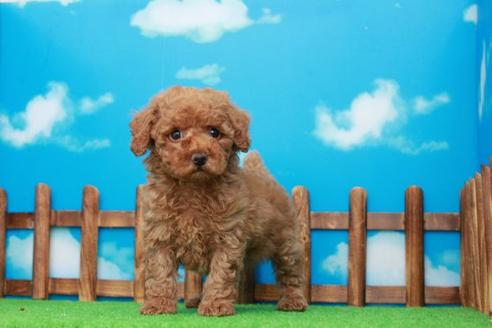 成約済の滋賀県のトイプードル-27073の2枚目