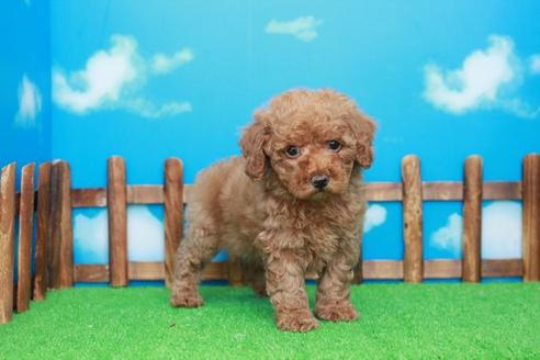 成約済の滋賀県のトイプードル-27073の1枚目