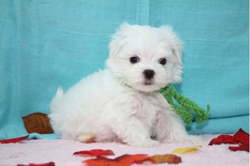 成約済の大分県のマルチーズ-27077の1枚目