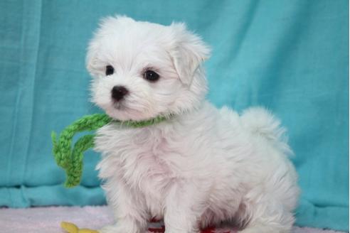 成約済の大分県のマルチーズ-27077の2枚目