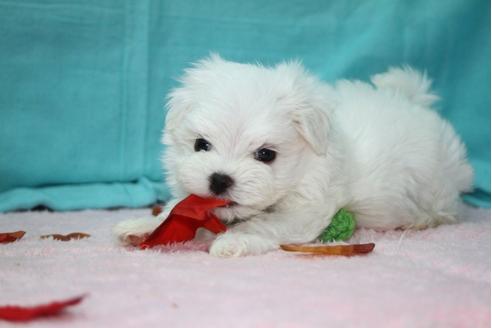 成約済の大分県のマルチーズ-27077の3枚目